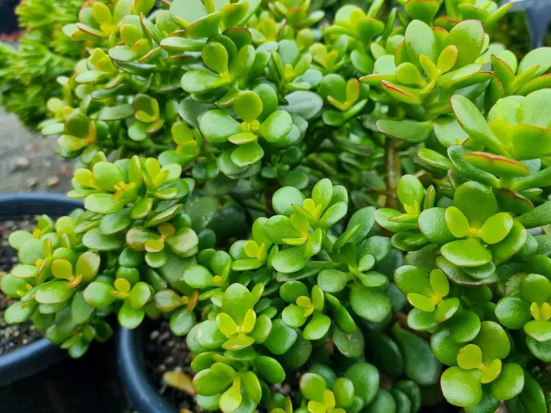 How to Care for a Jade Plant: Simple Methods That Actually Work