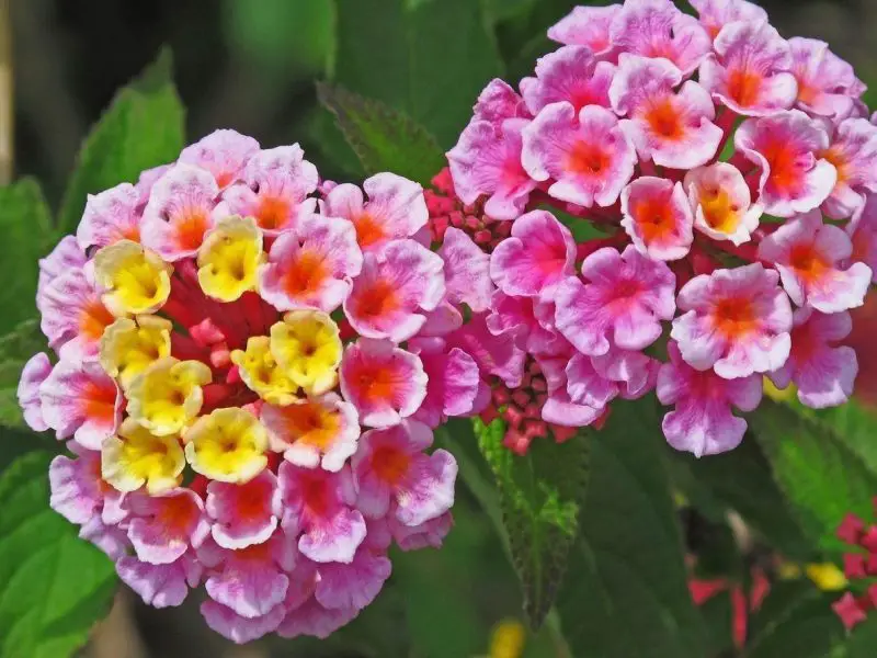 Top 12 Summer Flowers Bring Endless Color to American Gardens