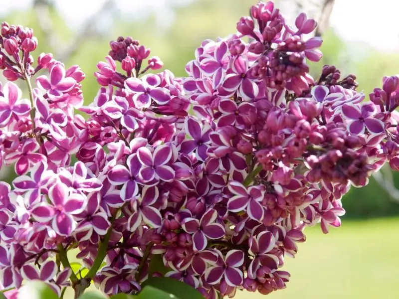 What Flowers Bloom in Spring? Best Choices for a Vibrant Garden