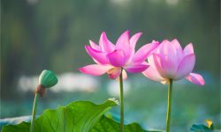 What Does a Lotus Flower Symbolize? Guide to Its Deep Meanings