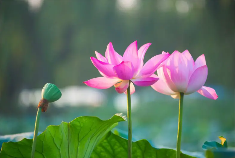 What Does a Lotus Flower Symbolize? Guide to Its Deep Meanings