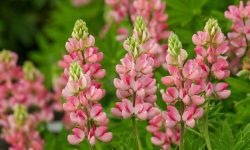 How Long Do Lupines Bloom? Expert Tips for Stunning Flowers