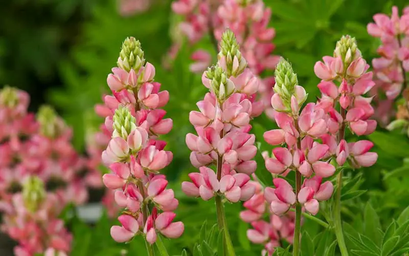 How Long Do Lupines Bloom? Expert Tips for Stunning Flowers