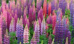 How to Care for Lupines: Expert Advice for Long-Lasting Flowers
