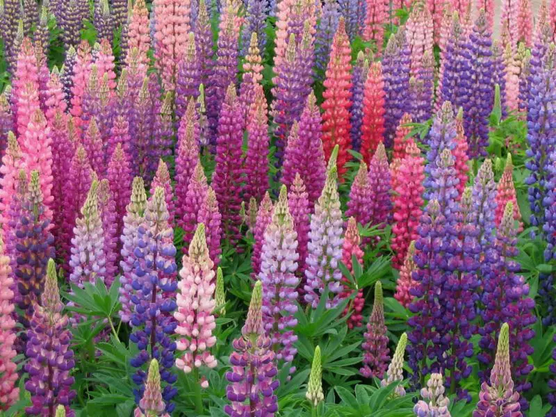 How to Care for Lupines: Expert Advice for Long-Lasting Flowers