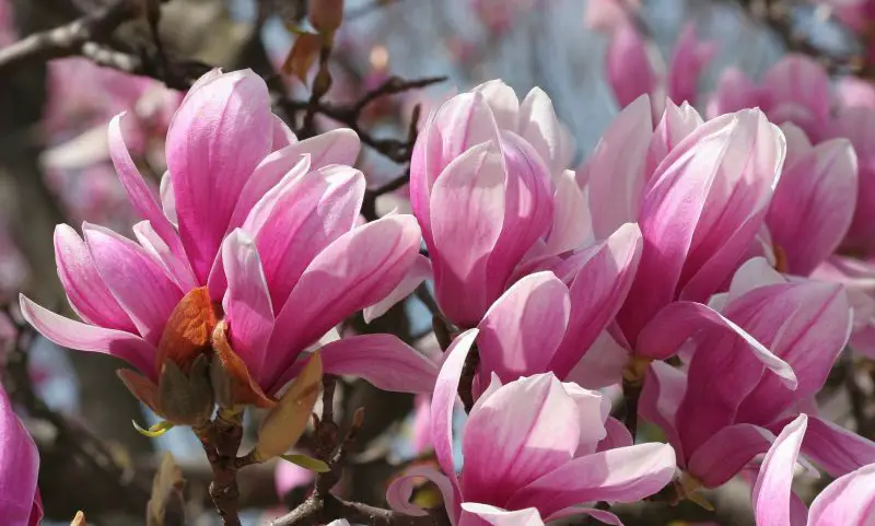 What Flowers Bloom in Spring? Best Choices for a Vibrant Garden