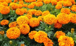 When Do Marigolds Bloom Best? Tips to Maximize Colorful Display