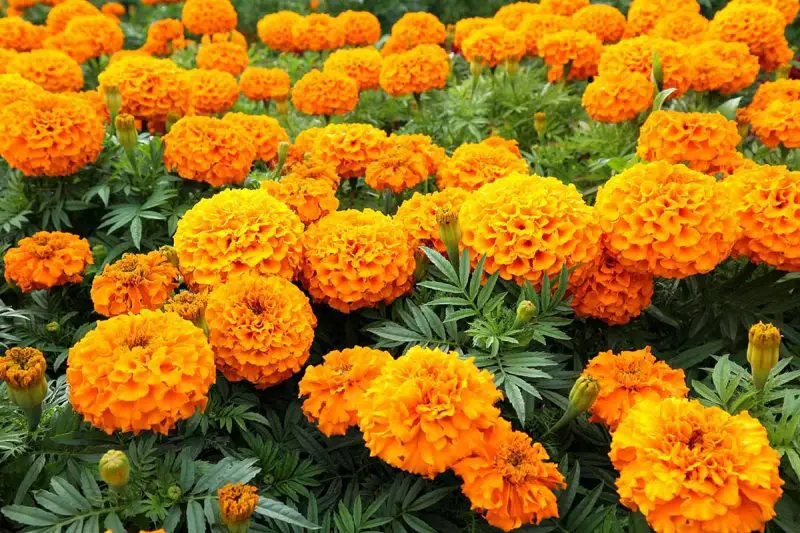 When Do Marigolds Bloom Best? Tips to Maximize Colorful Display