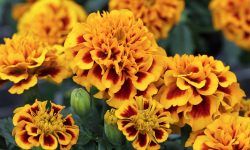 How to Care for Marigolds: Expert Tips for Continuous Blooming