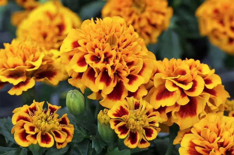 How to Care for Marigolds: Expert Tips for Continuous Blooming