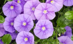 When to Plant Morning Glories for a Garden Full of Vibrant Blooms