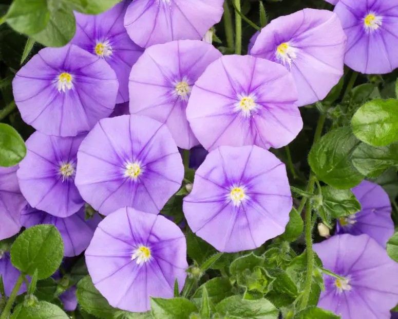 When to Plant Morning Glories for a Garden Full of Vibrant Blooms