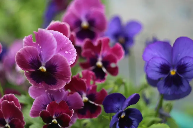 What Flowers Bloom in Spring? Best Choices for a Vibrant Garden