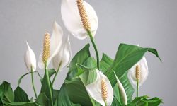 When Do Peace Lilies Bloom? Care Tips to Get More Blossoms