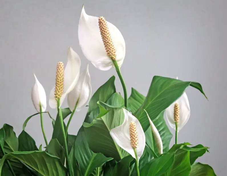 When Do Peace Lilies Bloom? Care Tips to Get More Blossoms