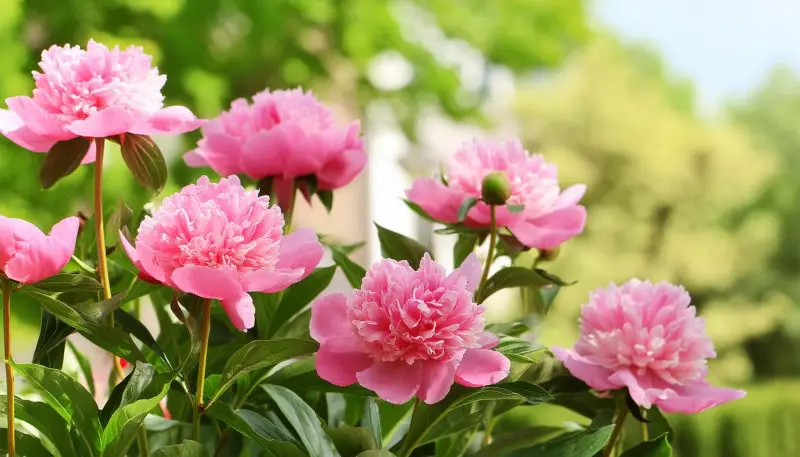 What Flowers Bloom in Spring? Best Choices for a Vibrant Garden