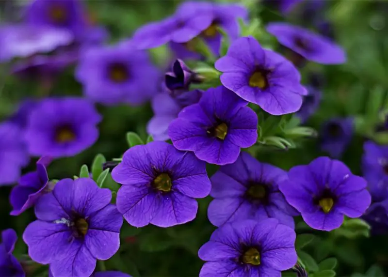 Top 12 Summer Flowers Bring Endless Color to American Gardens