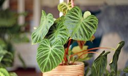 How to Care for a Philodendron Plant and Keep It Thriving Indoors