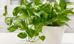 How to Grow Pothos: Steps to Get Beautiful and Vigorous Plants