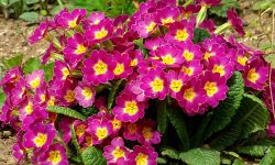 How to Care for Primrose: Expert Tips to Keep It Blooming Longer