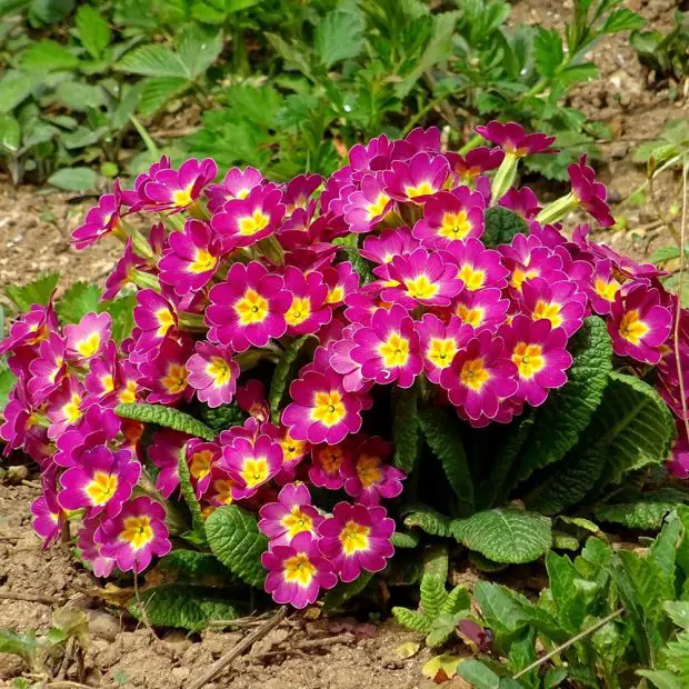 How to Care for Primrose: Expert Tips to Keep It Blooming Longer