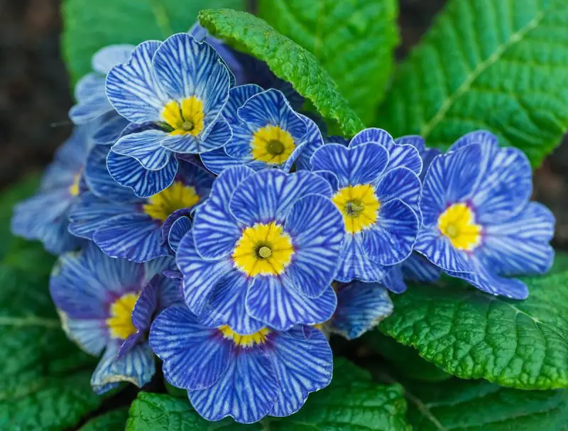 What Flowers Bloom in Spring? Best Choices for a Vibrant Garden