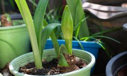 How to Propagate Amaryllis Like a Pro: Secrets for Faster Growth