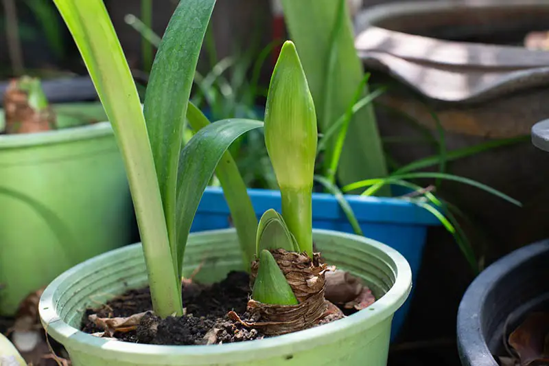 How to Propagate Amaryllis Like a Pro: Secrets for Faster Growth