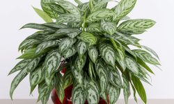 How to Propagate Chinese Evergreen and Grow New Plants Fast