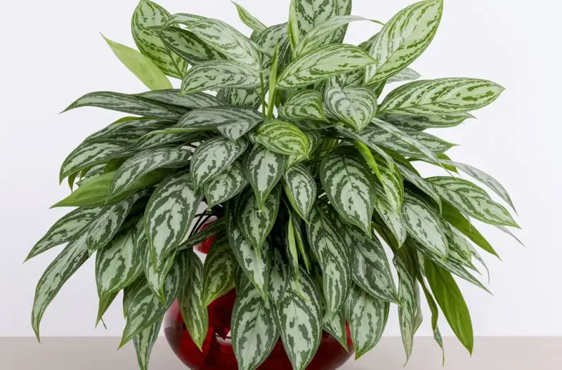 How to Propagate Chinese Evergreen and Grow New Plants Fast