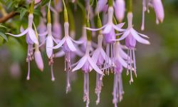 How to Propagate Fuchsia Easily from Cuttings for Endless Blooms