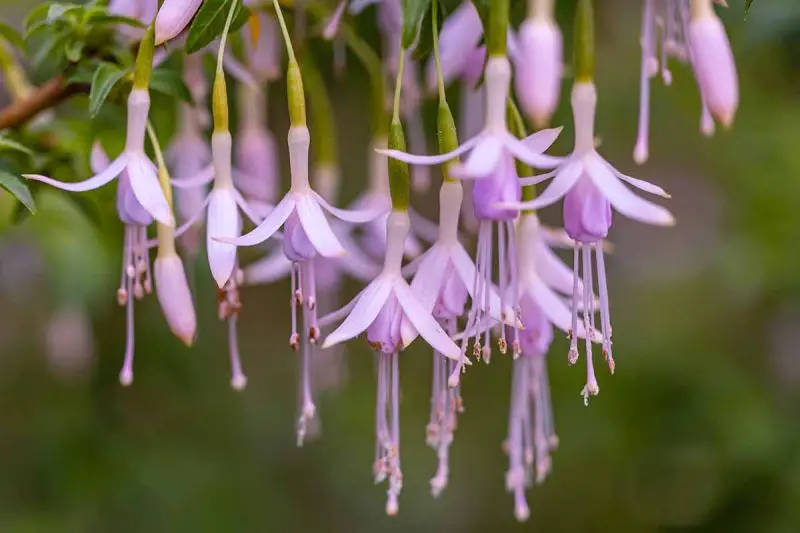 How to Propagate Fuchsia Easily from Cuttings for Endless Blooms