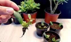 How to Propagate Jade Plant: Essential Tips for Healthier Plants