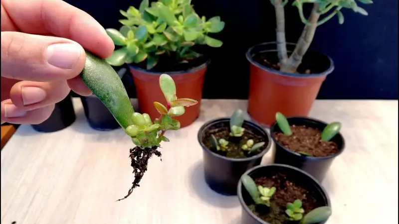 How to Propagate Jade Plant: Essential Tips for Healthier Plants
