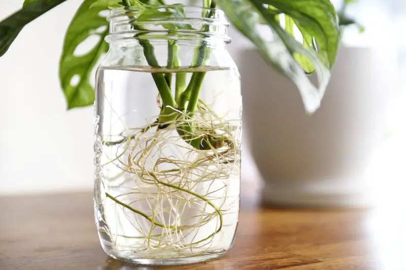 How to Propagate Monstera Deliciosa: Tips for Healthier Growth