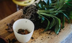 How to Propagate Peace Lily and Grow New Healthy Plants Fast