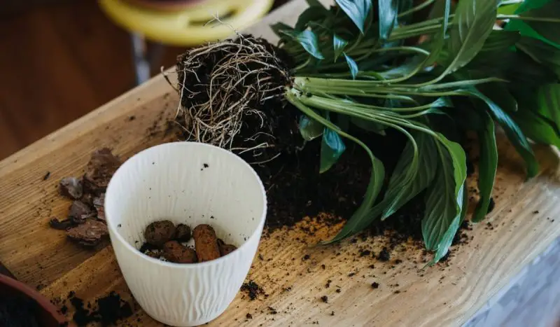 How to Propagate Peace Lily and Grow New Healthy Plants Fast