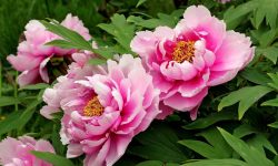 How to Propagate Peonies: Easy Methods for Long-Lasting Beauty