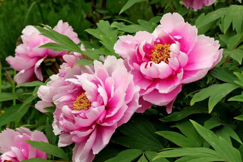 How to Propagate Peonies: Easy Methods for Long-Lasting Beauty