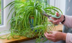 How to Prune Spider Plant for Faster Growth and Bigger Leaves