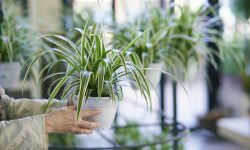 How to Propagate Spider Plant: Expert Tips for Healthy Baby Plants