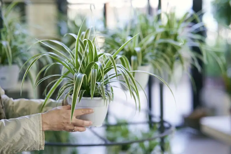 How to Propagate Spider Plant: Expert Tips for Healthy Baby Plants