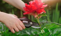 When to Prune Peonies for Maximum Flower Power and Long Life