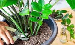 How to Prune ZZ Plant for a Stronger Look and Faster Recovery