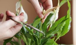 How to Prune a Peace Lily the Right Way for Year-Round Beauty