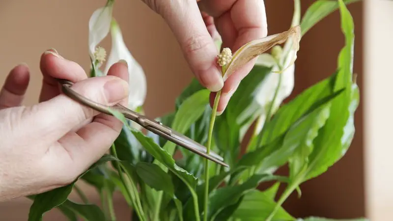 How to Prune a Peace Lily the Right Way for Year-Round Beauty