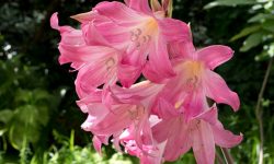 How to Prune an Amaryllis: Tips for Bigger and Healthier Blooms