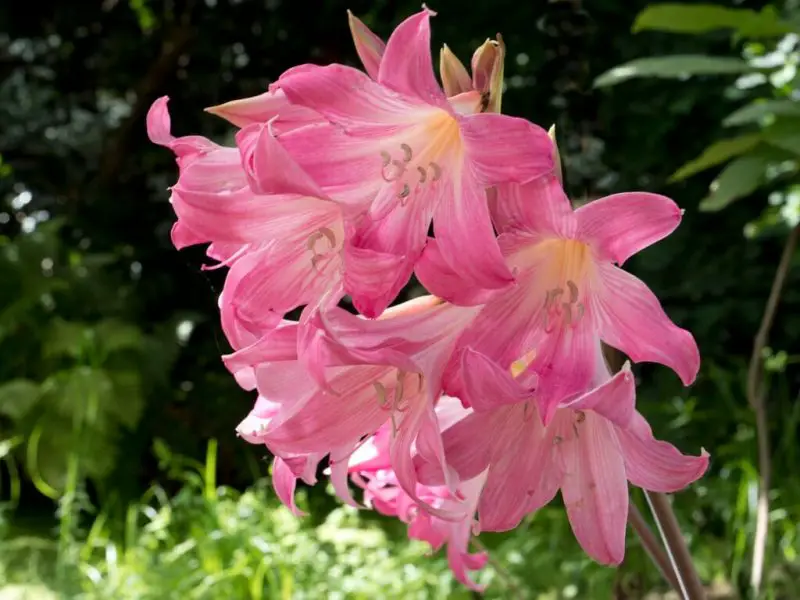 How to Prune an Amaryllis: Tips for Bigger and Healthier Blooms