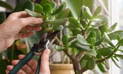 How to Prune a Jade Plant and Encourage New Branching Easily