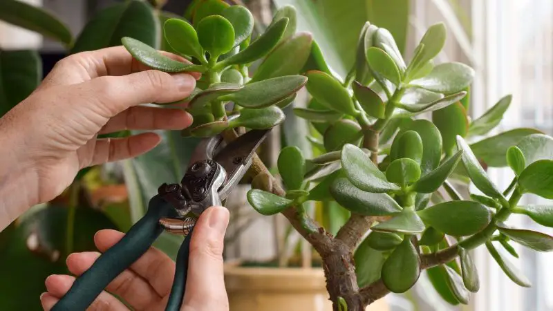 How to Prune a Jade Plant and Encourage New Branching Easily